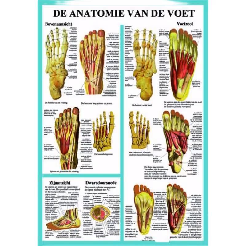 Anatomische Kaart A2 Voet