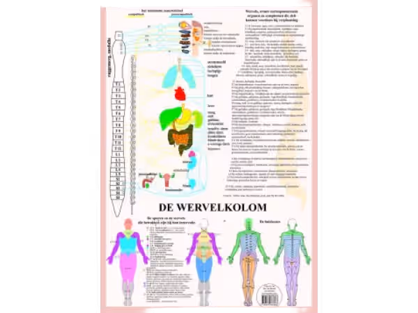 Anatomische Kaart A2 Wervelkolom