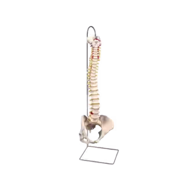 Wervelkolom op standaard 72 cm