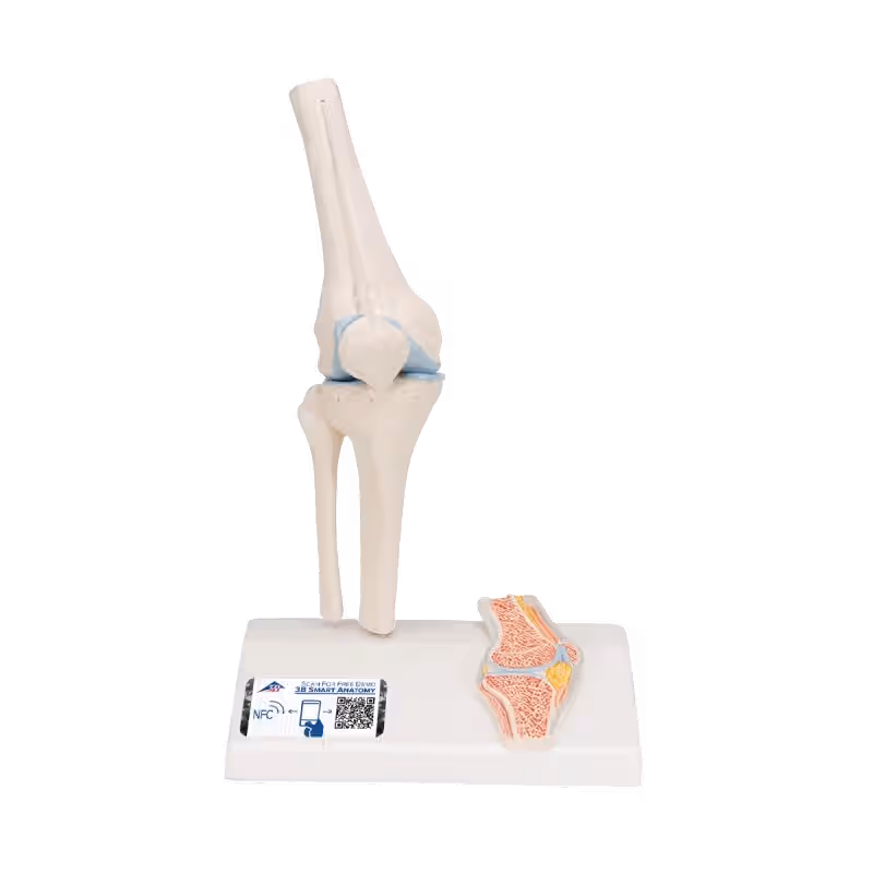 Anatomisch Model Mini Knie