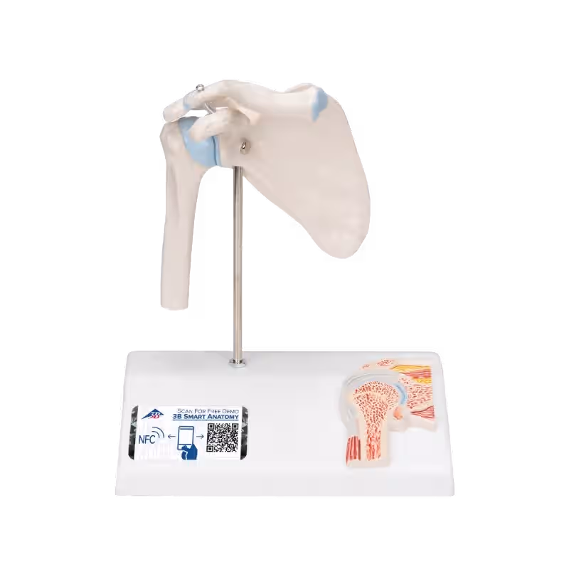 Anatomisch Model Mini Schouder