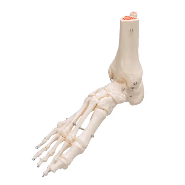 Anatomisch model – Enkelgewricht